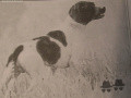 Pedigree SERNOS DEL BOCIA Pedigree SERNOS DEL BOCIA